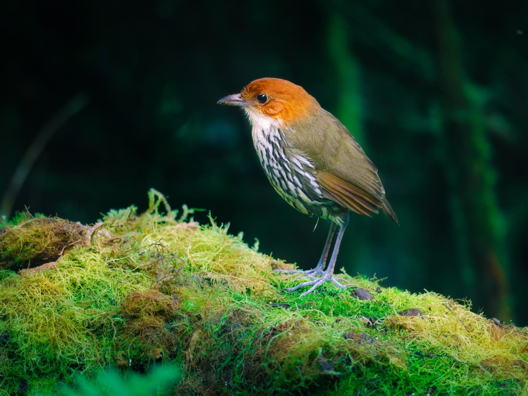 A Chestnut-crowned Anpitta stands atop green mosses, looking into the forest.
